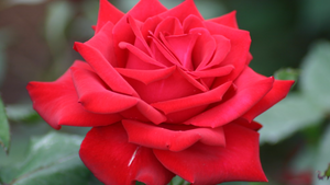 Hybrid Tea Roses