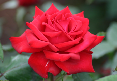 Hybrid tea roses with large flowers held on upright stems.