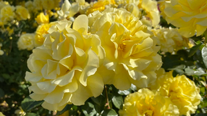 Floribunda Roses