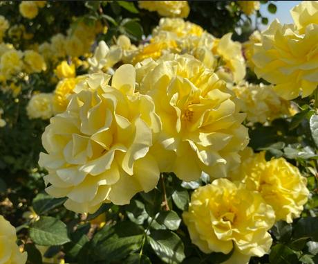 Floribunda roses carrying clusters of flowers in a garden border.