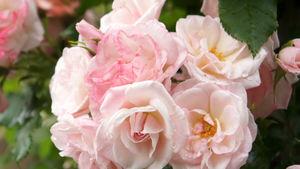 Climbing Roses