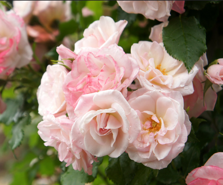 Climbing roses flowering over a vertical garden support.