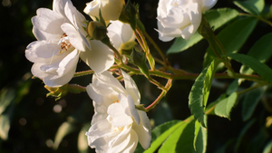 Rambling Roses