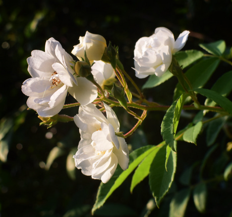 Rambling roses producing abundant flowers over a garden structure.