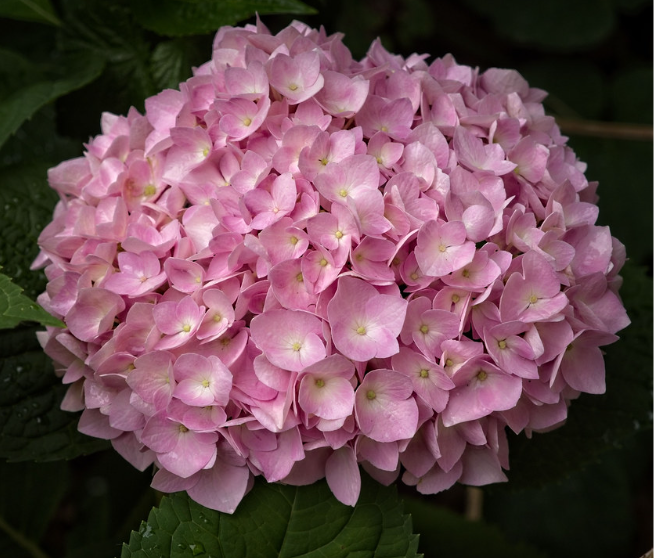 Mophead Hydrangeas