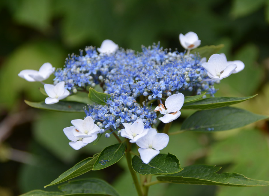 Lacecap Hydrangeas