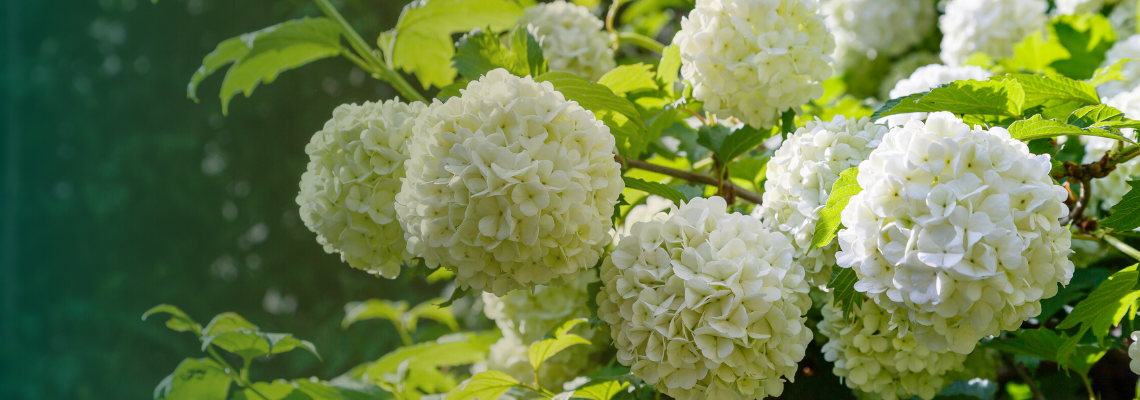 Snowball viburnums with large rounded white flower clusters.