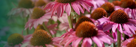 Perennial cone flowers with pink blooms growing among grasses in a garden border.