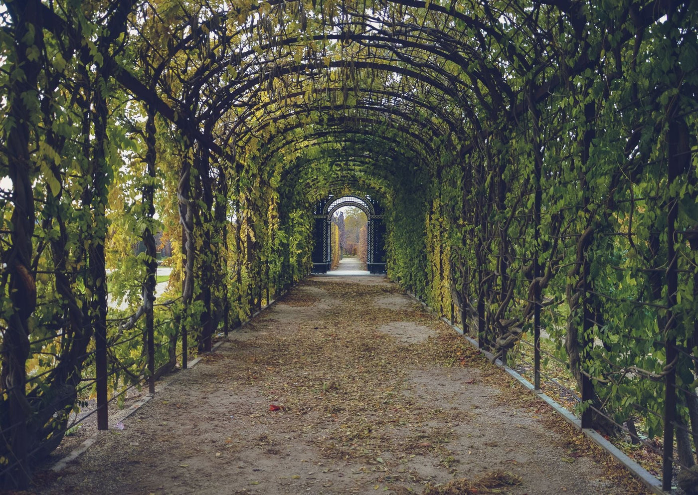 A garden walkway covered by mature wisteria growing over an arched metal structure.