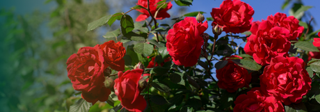 Red roses in full bloom growing in a garden, with rich green foliage against a blue sky.