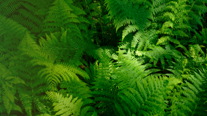 All Ferns