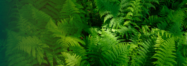 Ferns