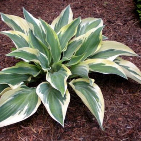 Dwarf & Miniature Hostas
