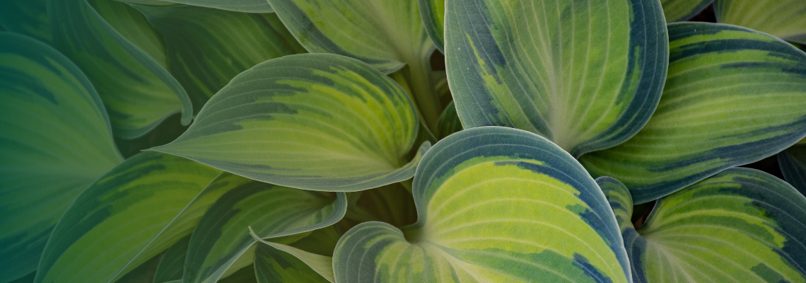 Variegated hosta foliage with contrasting green and pale markings.