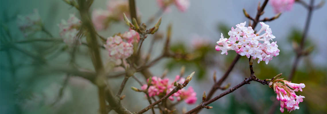 Winter-flowering viburnum blooms opening on bare or evergreen stems.