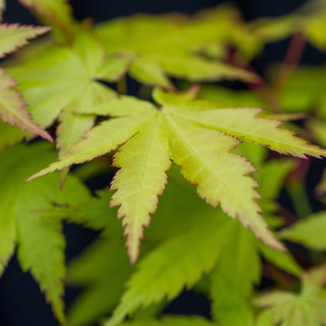 Dwarf Japanese Maples