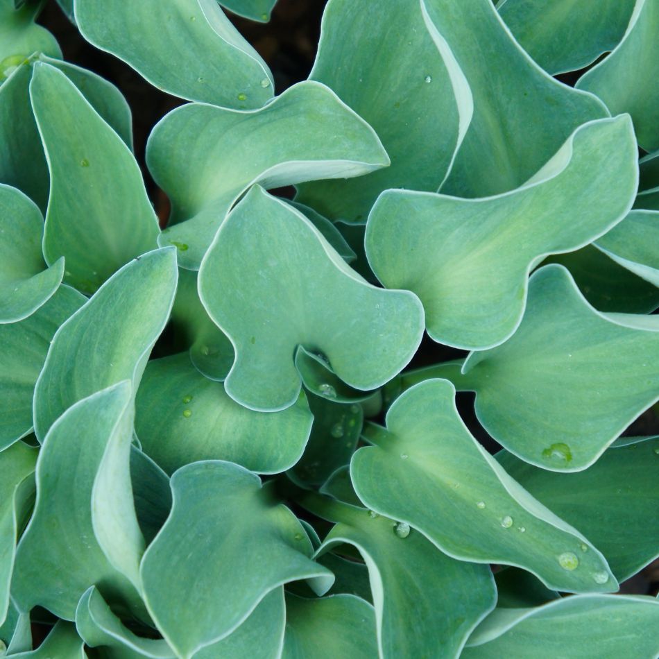 Blue Hostas