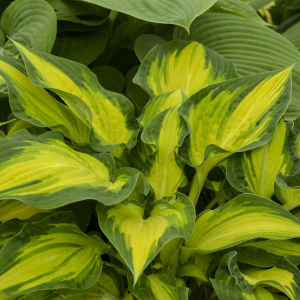 Variegated Hostas