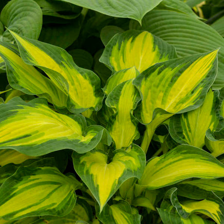 Variegated Hostas