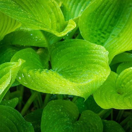 Gold & Yellow Hostas