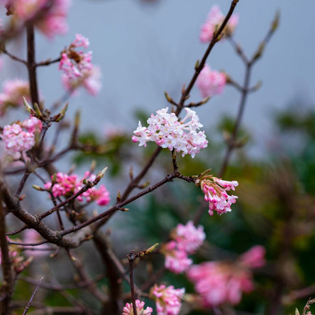 Deciduous Viburnums