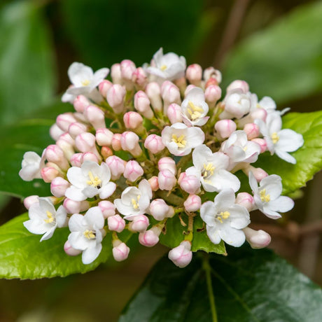 Fragrant Viburnums