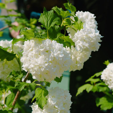 Snowball Viburnums