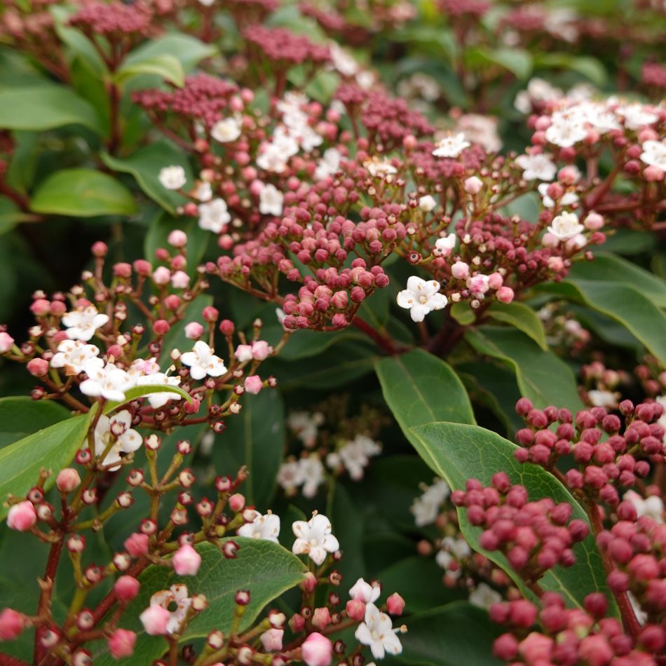 Evergreen Viburnums