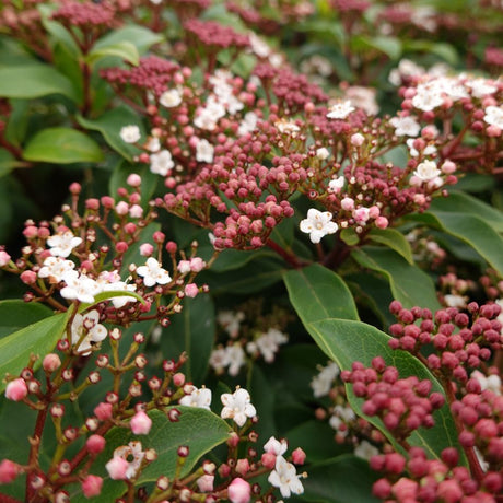 Evergreen Viburnums