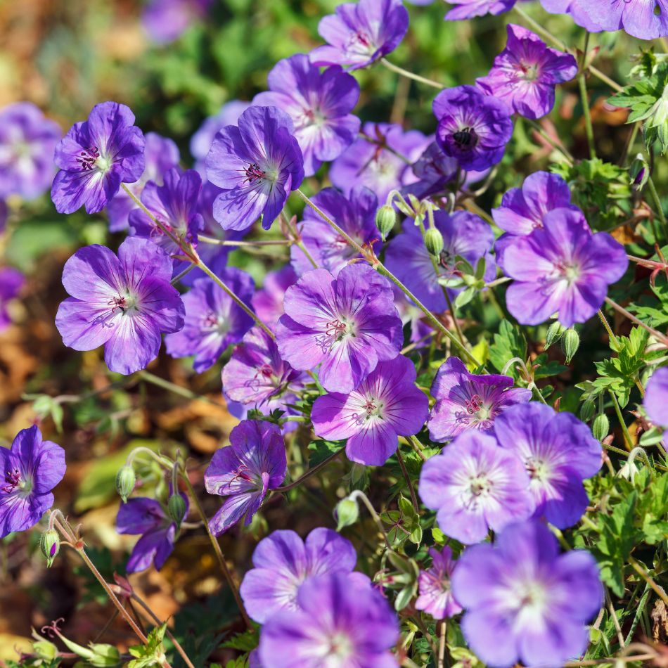 Geranium ‘Rozanne’