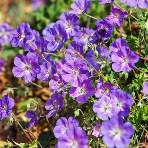 Geranium ‘Rozanne’