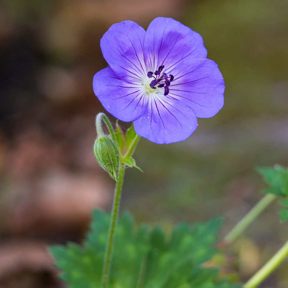 Geranium ‘Rozanne’
