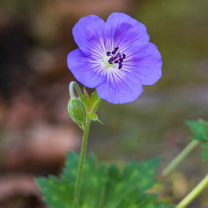 Geranium ‘Rozanne’