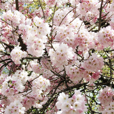 Prunus ‘Accolade’