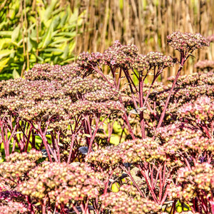 Sedum ‘Matrona’