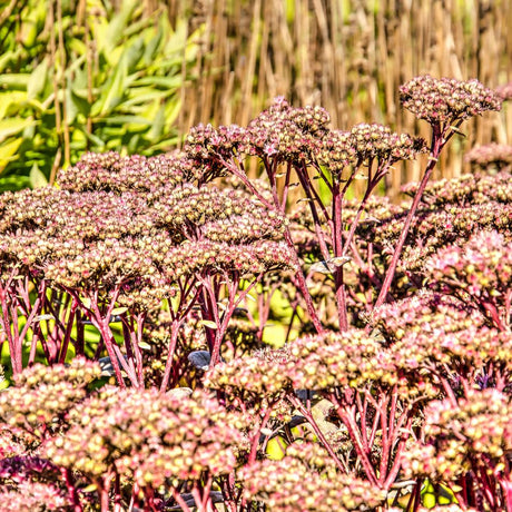 Sedum ‘Matrona’
