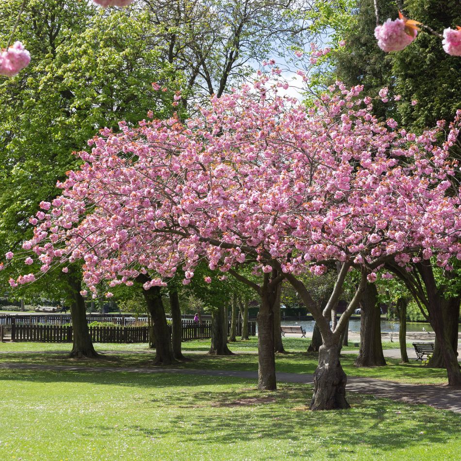 Prunus ‘Accolade’