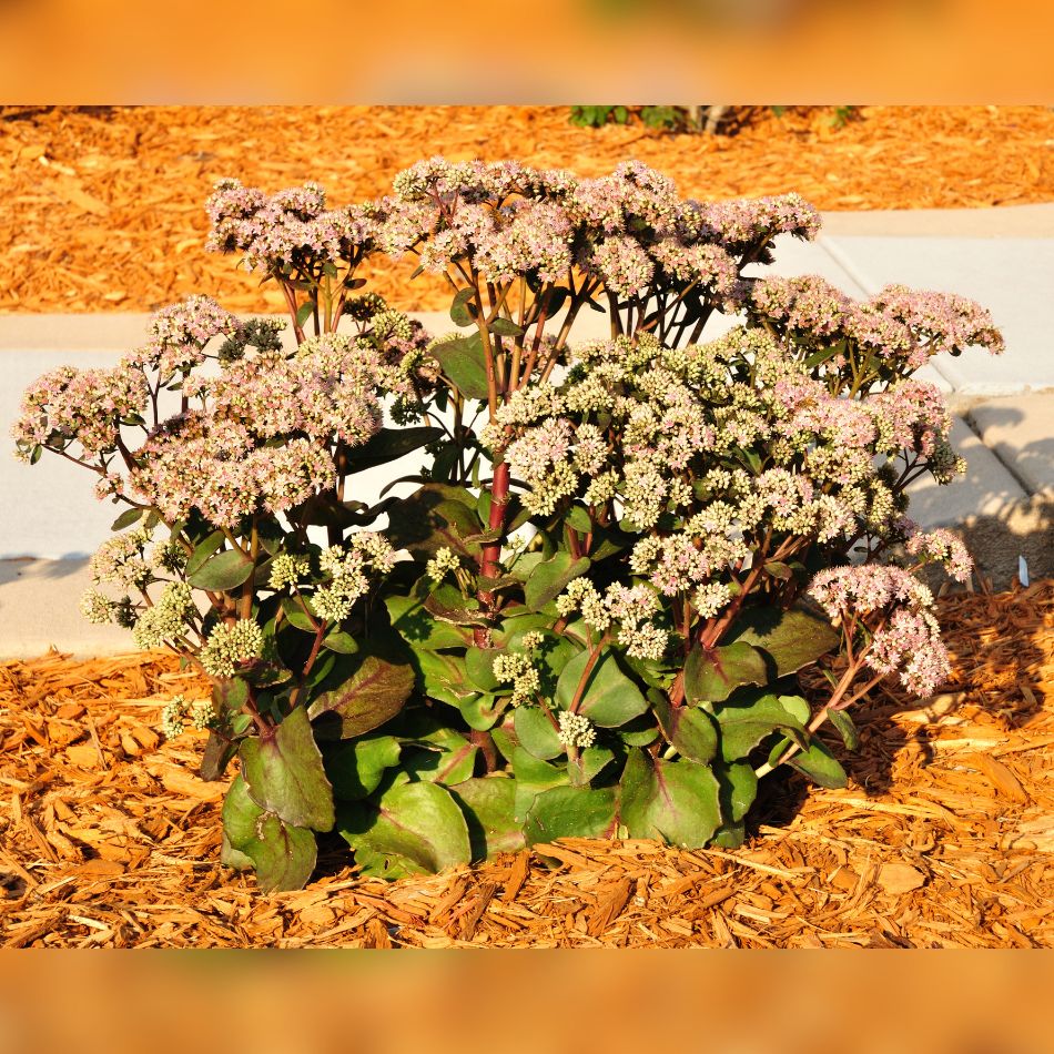 Sedum ‘Matrona’