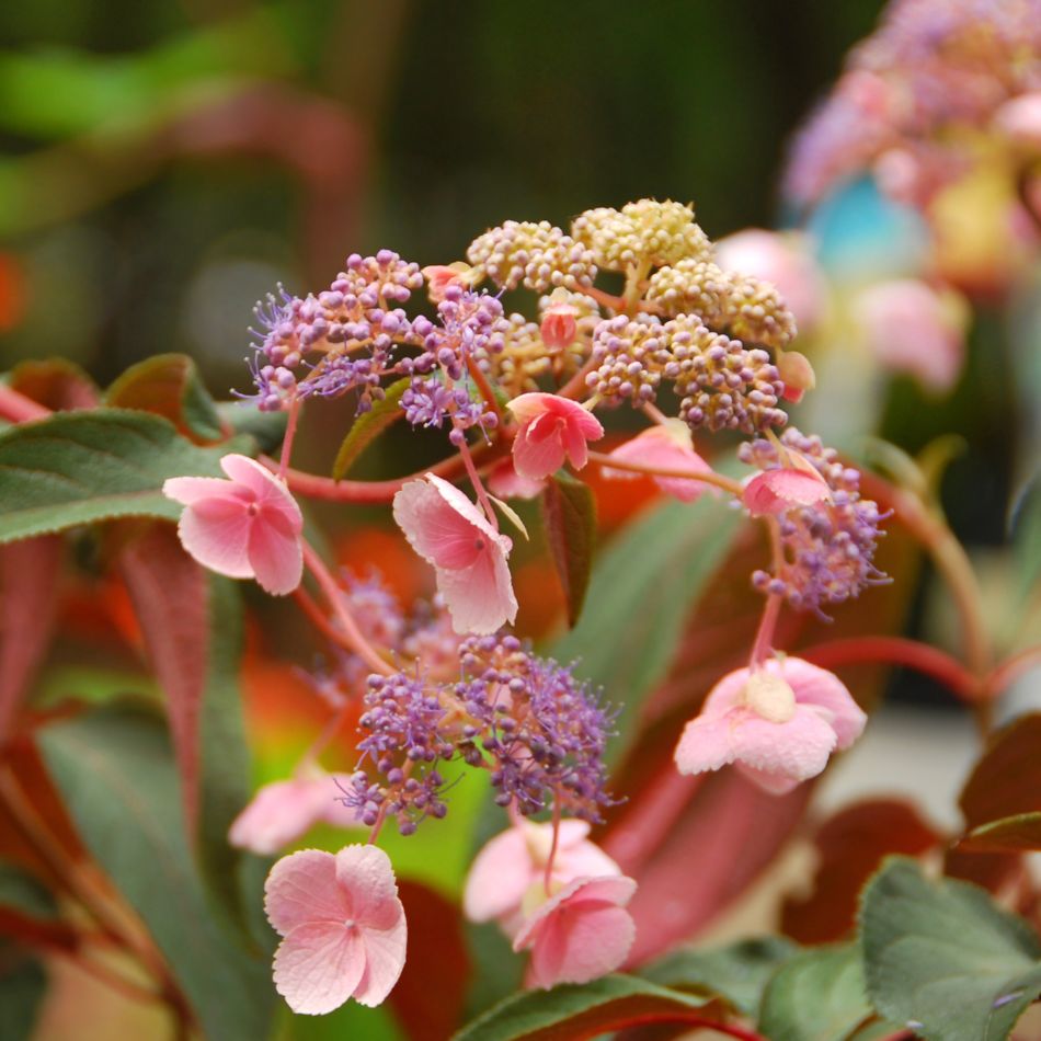 Hydrangea aspera ‘Hot Chocolate’