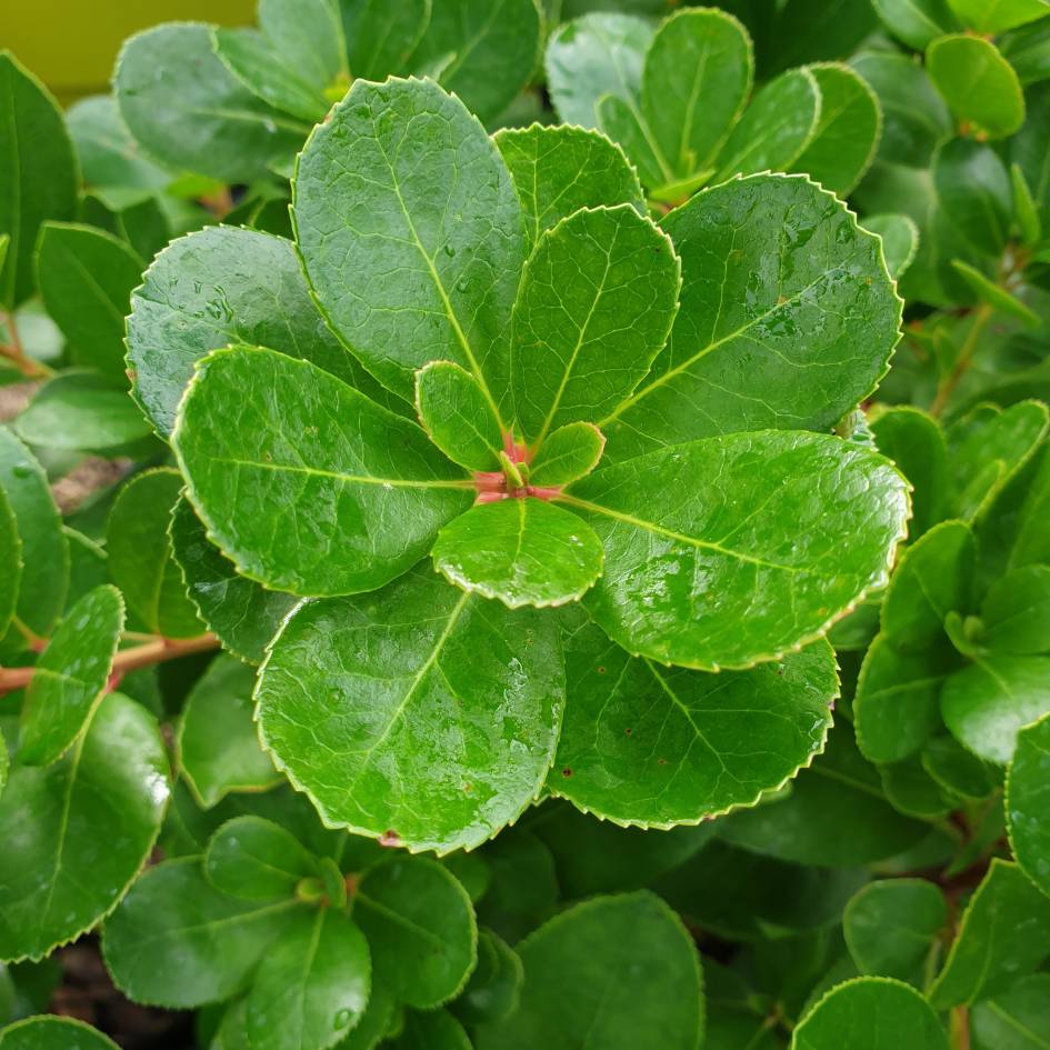 Arbutus unedo ‘Peace and Love’