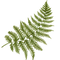 Ferns