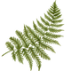 Ferns