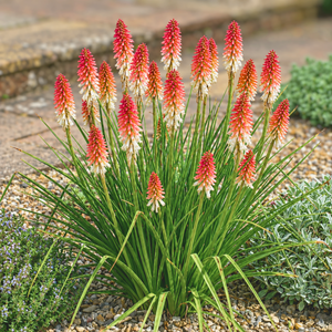 Kniphofia ‘Orange Vanilla Popsicle’