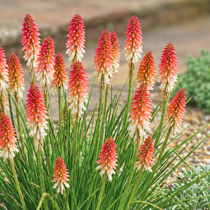 Kniphofia ‘Orange Vanilla Popsicle’