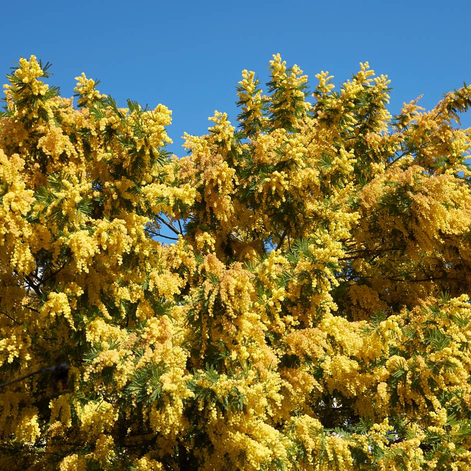 Acacia dealbata
