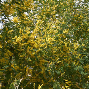 Acacia dealbata
