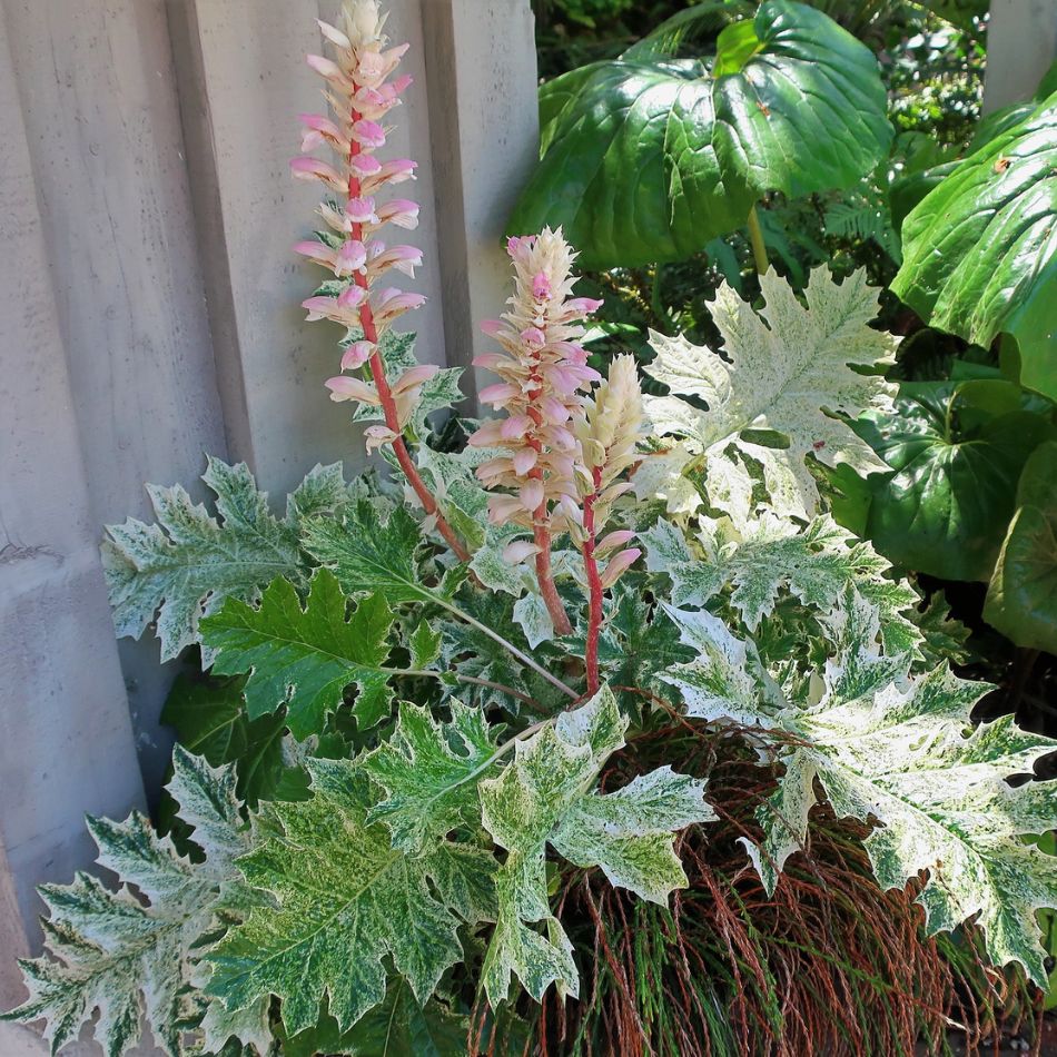 Acanthus mollis ‘Whitewater’