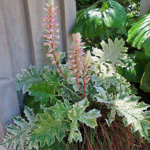 Acanthus mollis ‘Whitewater’