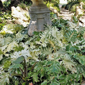 Acanthus mollis ‘Whitewater’