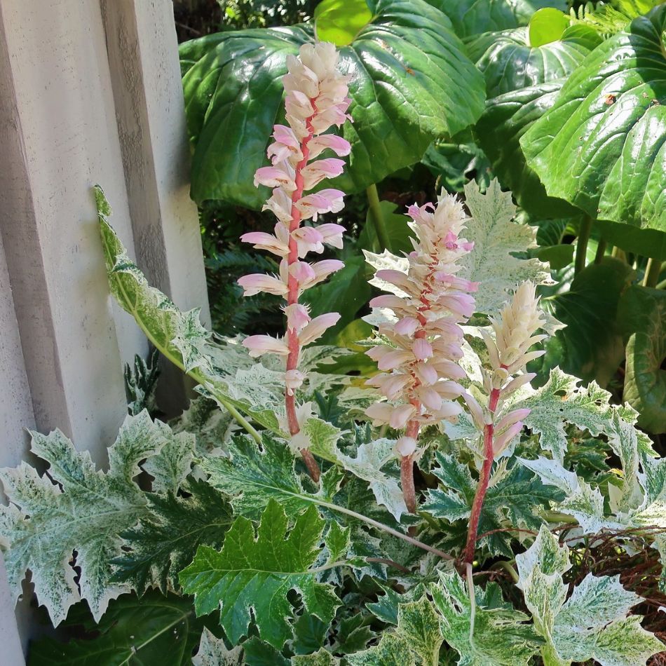 Acanthus mollis ‘Whitewater’